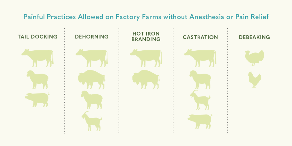 is-factory-farming-cruel-and-unethical-a-pro-con-dialogue-point-of