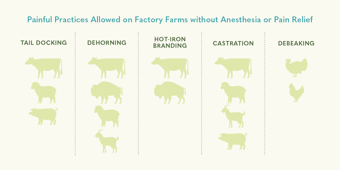 Painful practices allowed on factory farms without anesthesia or pain relief